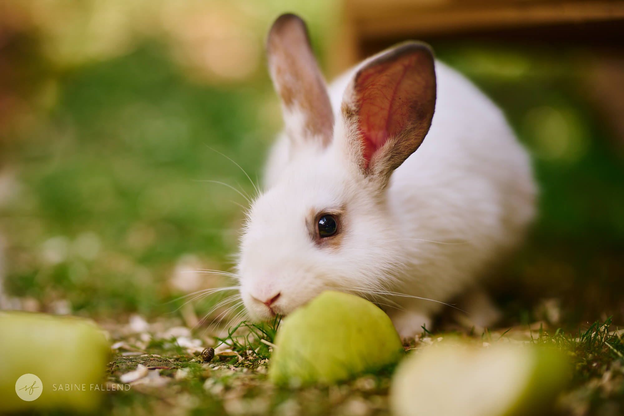 Kaninchen im Tierheim