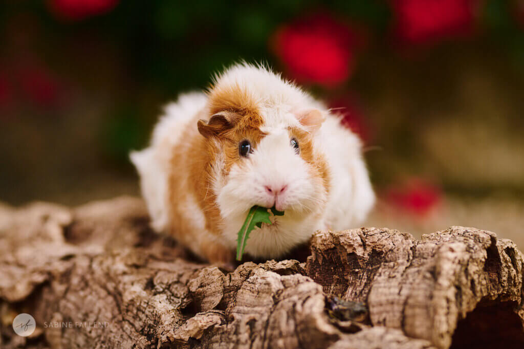 Meerschweinchen im Tierheim