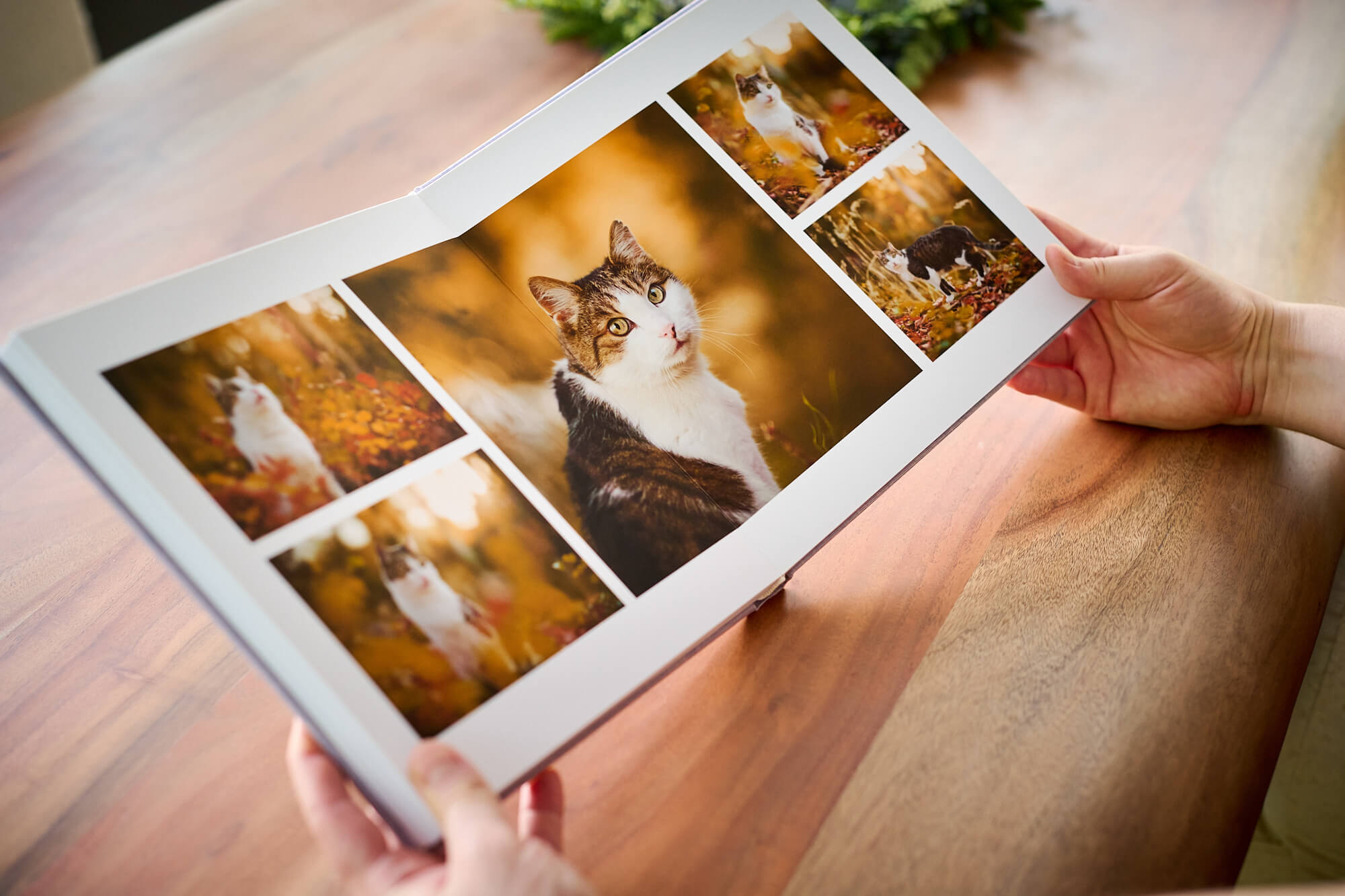Fotoalbum mit Katzenfotos Fotoalbum mit Katzenfotos