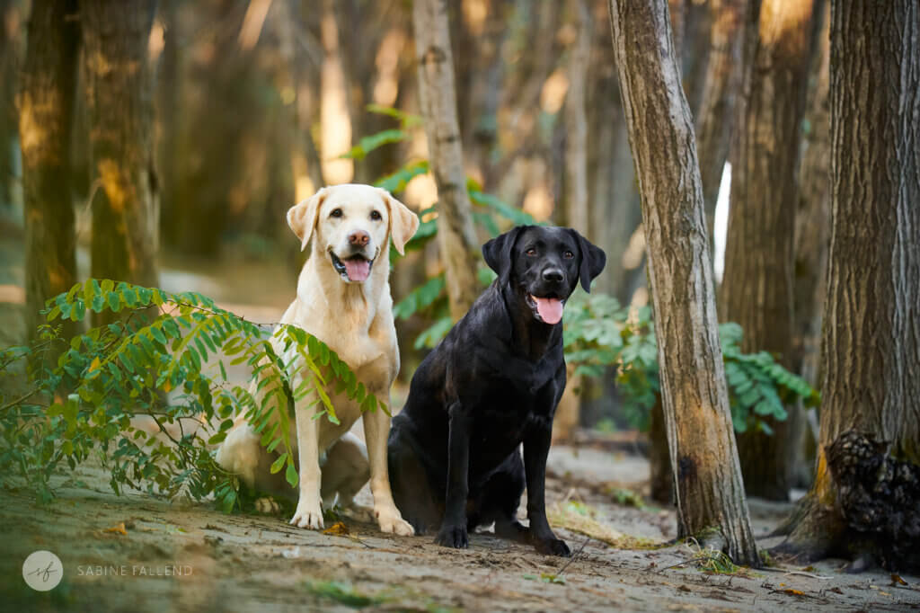 Hunde Freunde
