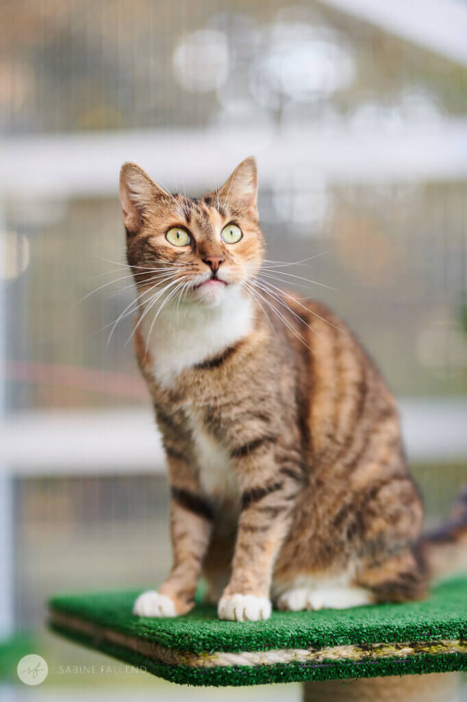Tierschutzkatze