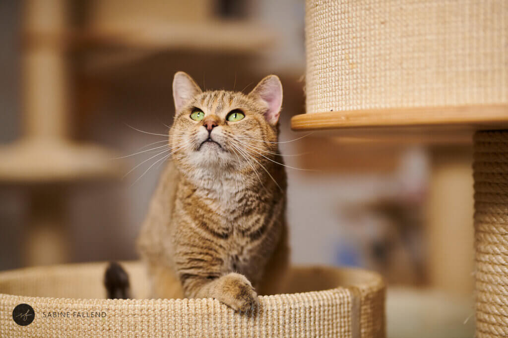 Tierschutzkatze