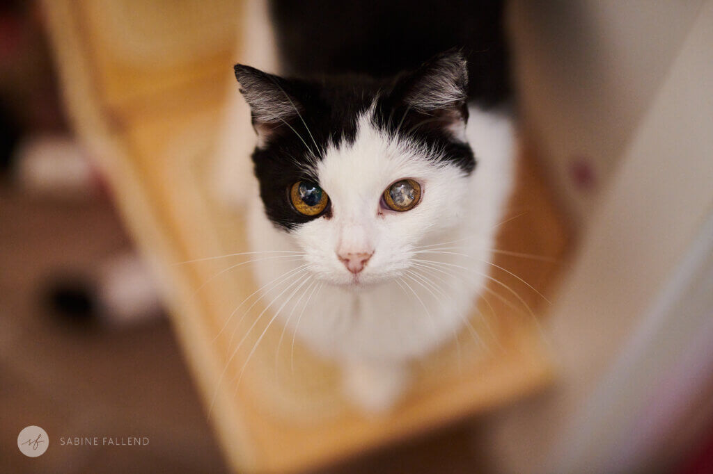 Tierschutzkatze