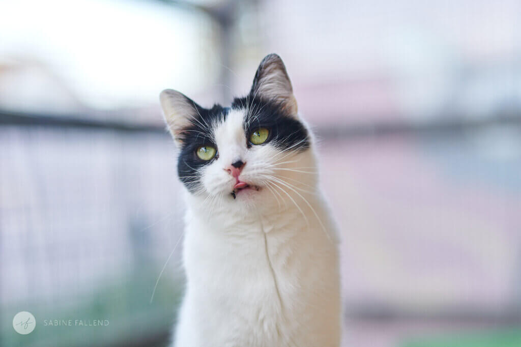 Tierschutzkatze