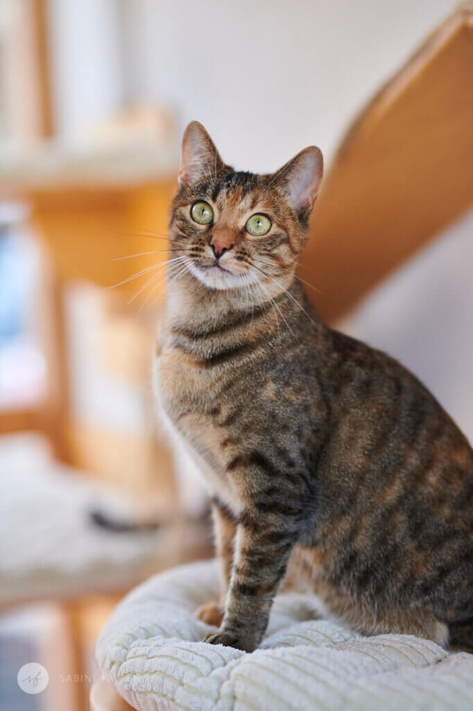 Tierschutzkatze