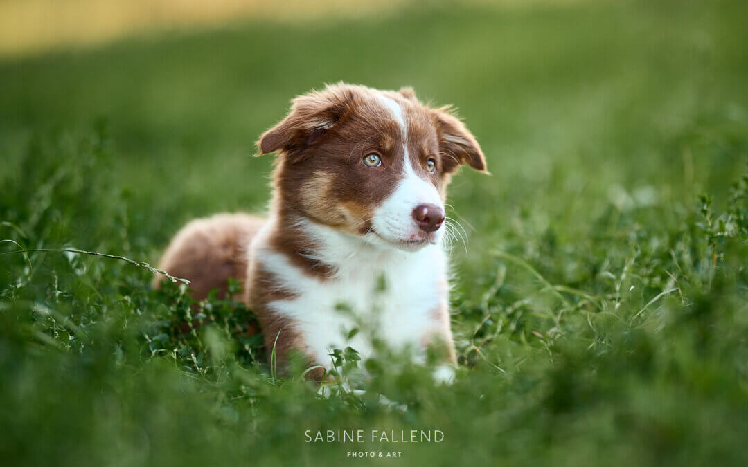 Fotosession mit Welpe | Border Collie Mighty
