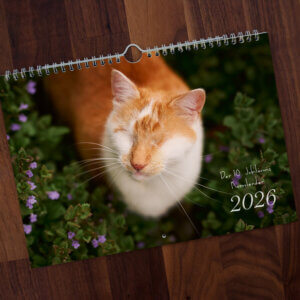 Titelbild des Kazoulenders 2026